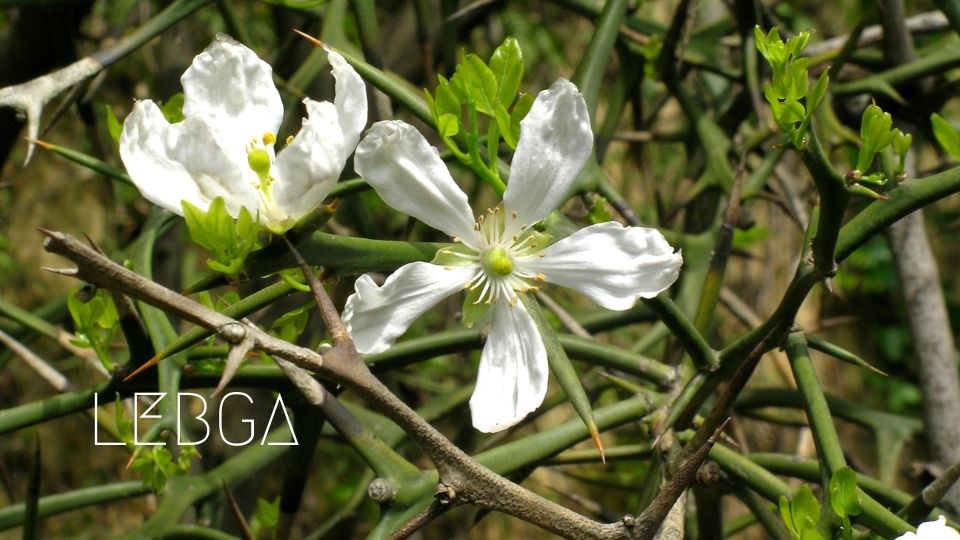 Poncirus Trifoliata: Le Citronnier Rustique de LEGBA