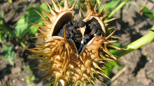 Gros plan des graines noires de Datura stramonium, également connu sous le nom de stramoine, issues d'une capsule sèche aux piquants dorés, présentée comme produit de la boutique Legba pour les amateurs de botanique et de jardinage