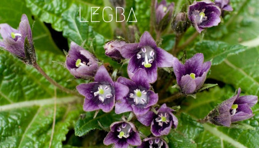 fleurs violettes de mandragore officinale. LEGBA