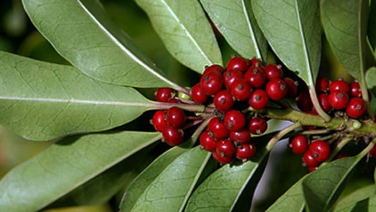 Gros plan sur des feuilles vert foncé lustrées d'Ilex paraguensis avec un groupe de baies rouges vives sur la plante, indiquant la phase de fructification.