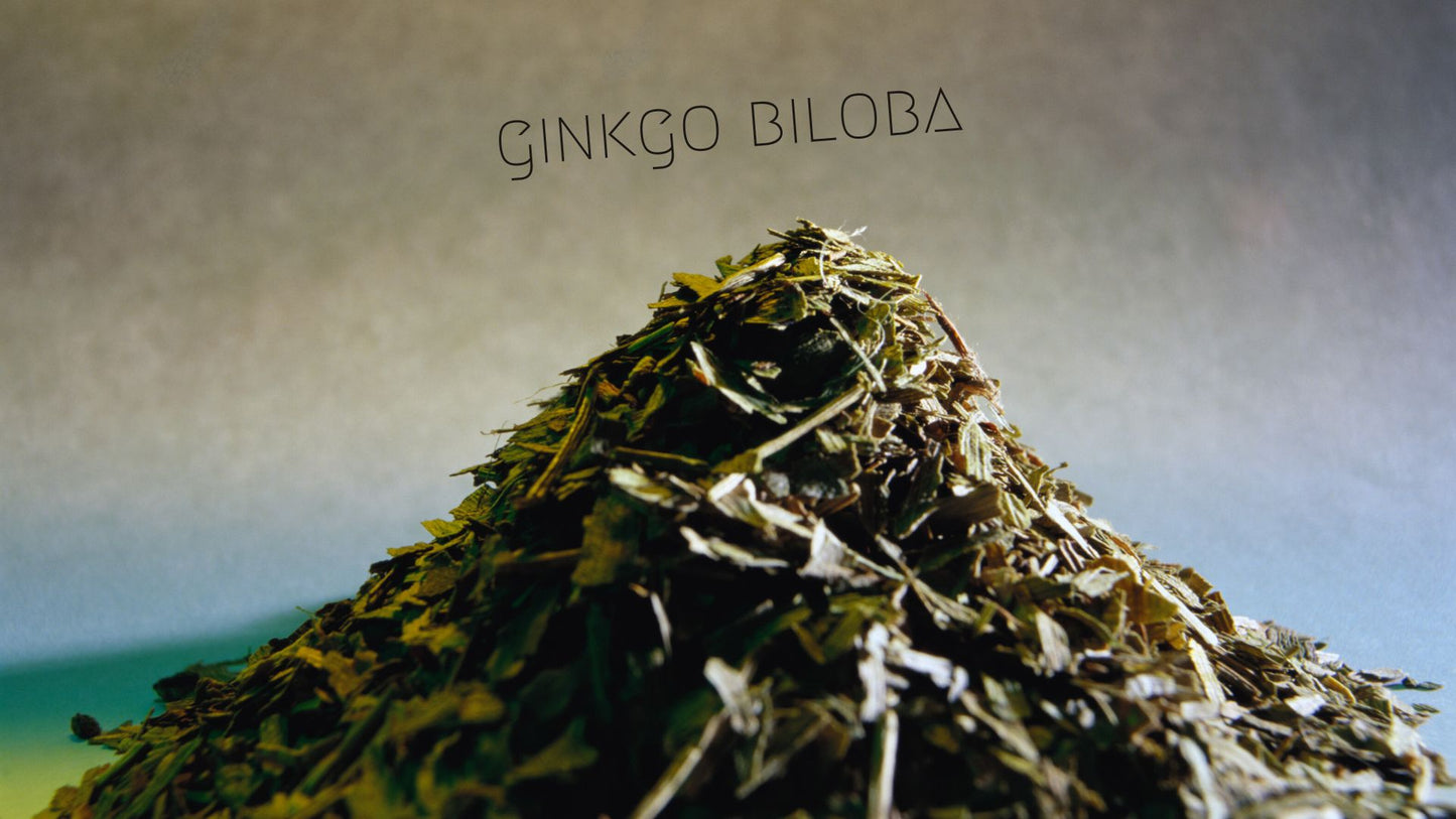 Feuilles de Ginkgo Biloba séchées empilées en forme de montagne sur un fond dégradé, soulignant la richesse naturelle de cette plante médicinale ancienne