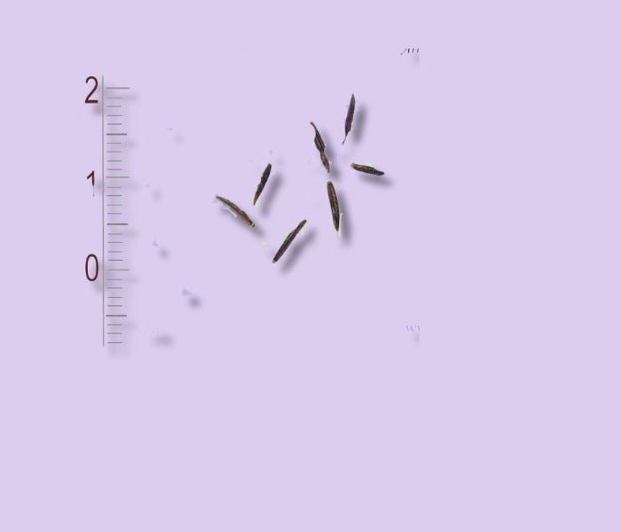Arnica Montana Graines - LEGBA