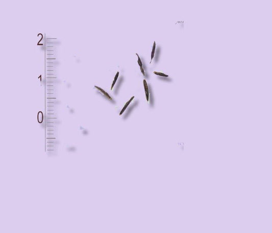 Arnica Montana Graines - LEGBA