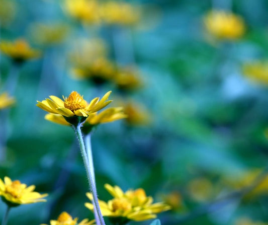 Photo de fleur jaune d'arnica montana. Premier plan net sur fond flou dans lanature