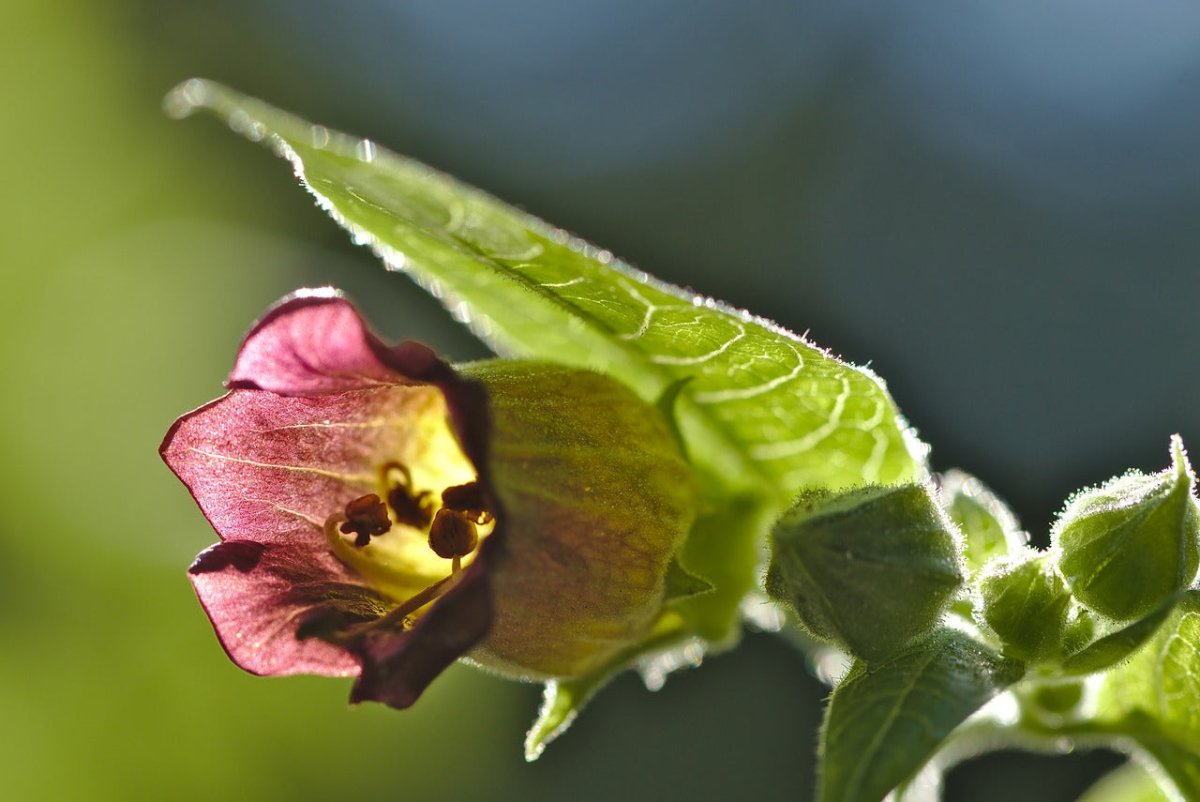 Belladone Atropa Belladona Graine fleurs violettes - LEGBA