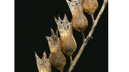 Branches sèches de Jusquiame Blanche avec des capsules de graines éclatées révélant une structure dentelée complexe, évoquant l'élégance naturelle et le caractère unique des offres de Legba, sur un fond noir contrastant.