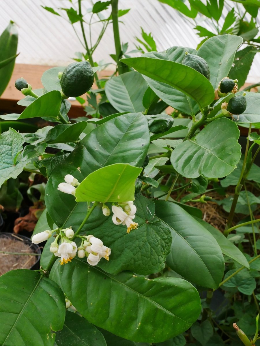 Citron géant Ponderosa : Géant Parfumé des Jardins - LEGBA