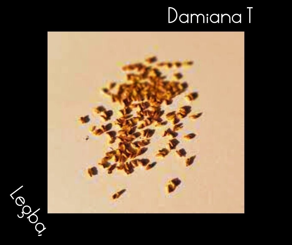 Damiana - Turnera Diffusa - Graines - LEGBA