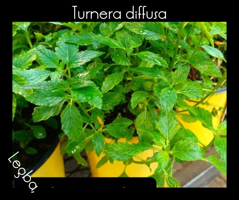 Damiana - Turnera Diffusa - Graines - LEGBA