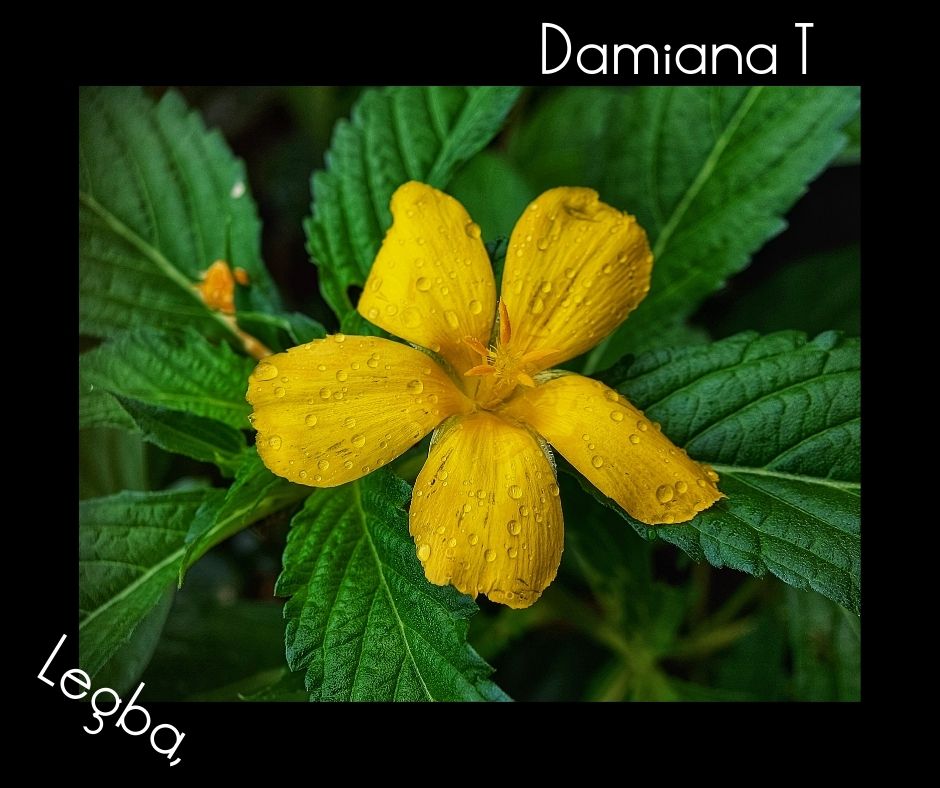 Damiana - Turnera Diffusa - Graines - LEGBA