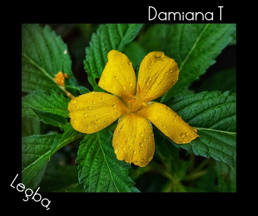 Fleur de damiana jaune brillante avec des gouttes de rosée sur les pétales et feuilles vertes en arrière-plan