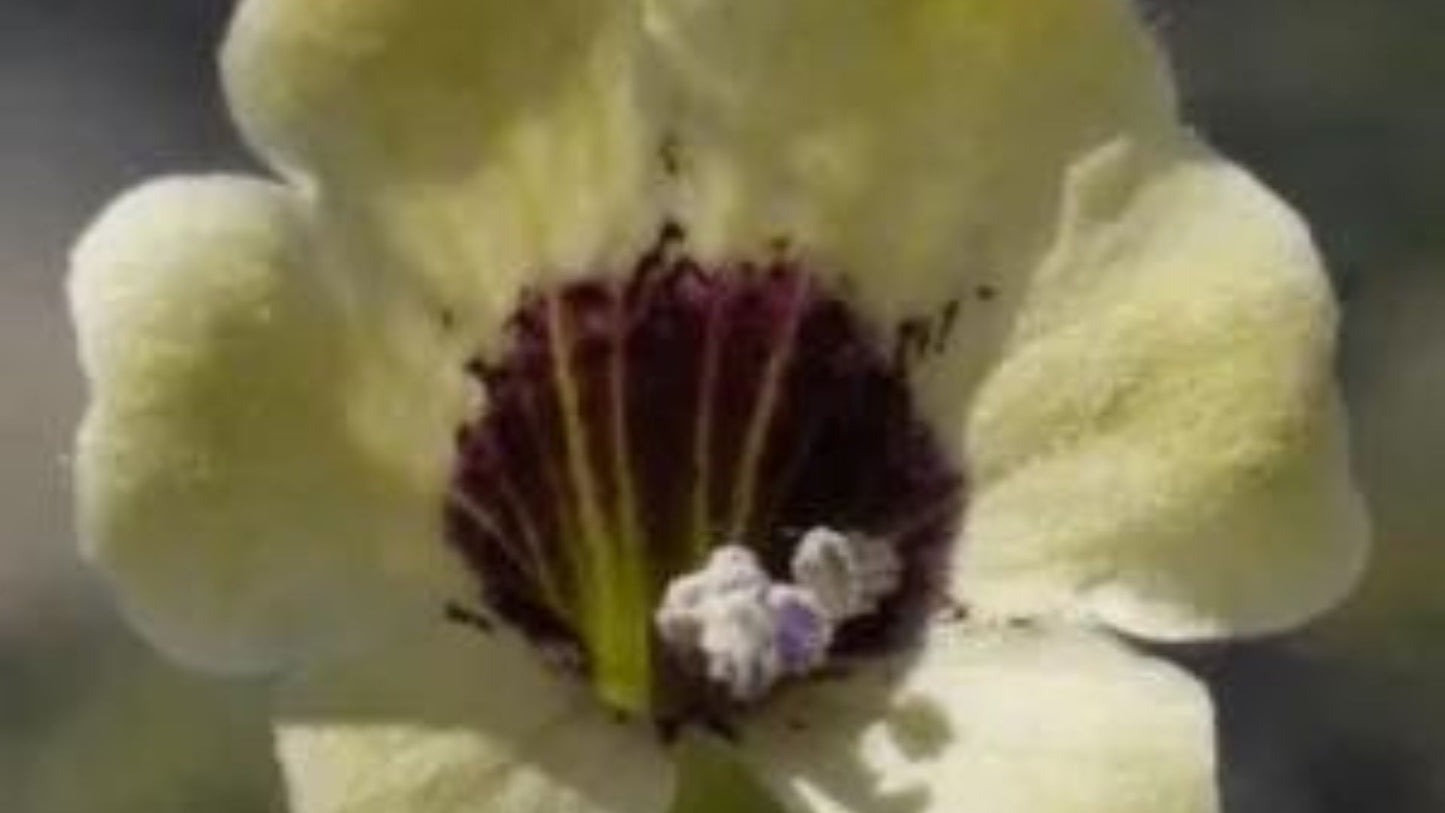 Détail macro de la fleur de Jusquiame Blanche montrant le contraste frappant entre les étamines saillantes et la base pourpre intense des pétales jaune clair, reflétant l'intersection entre le monde visible et invisible que Legba incarne.