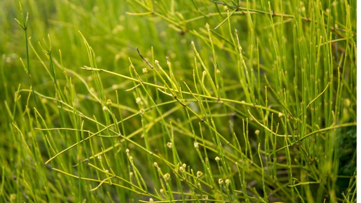 ephedra sinica - graines - LEGBA