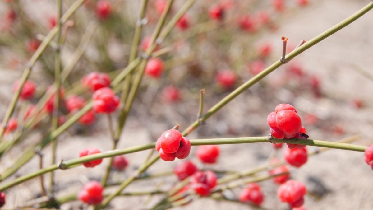 ephedra sinica - graines - LEGBA