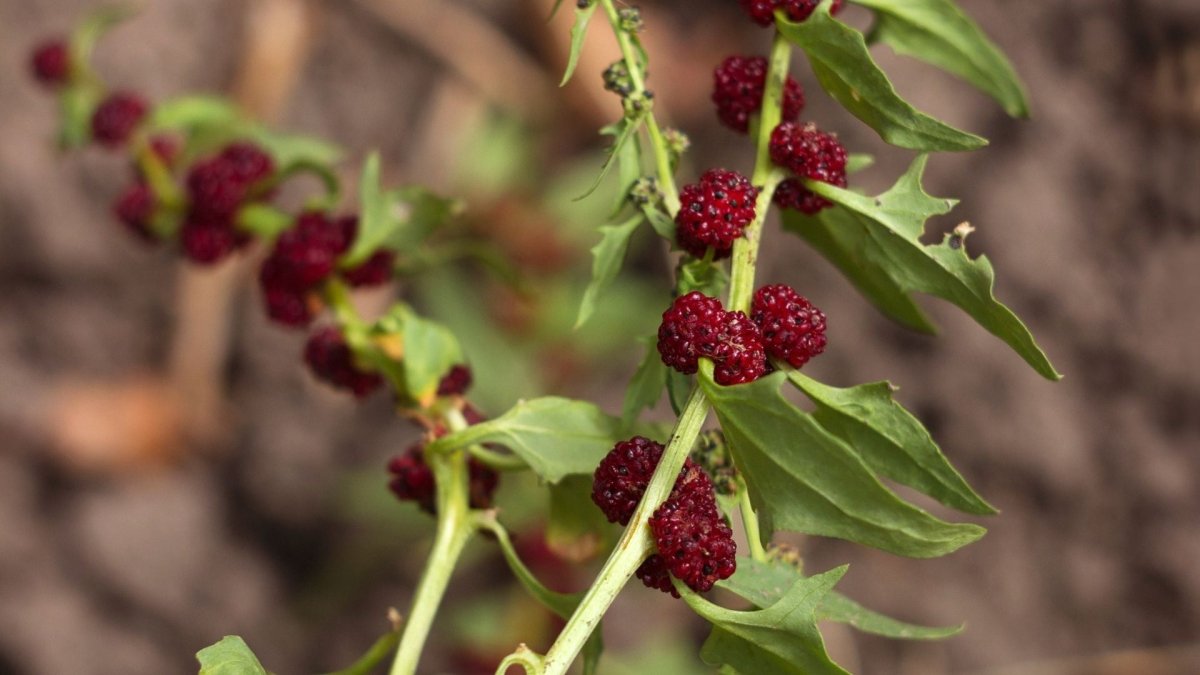 Epinard fraise - graines - LEGBA