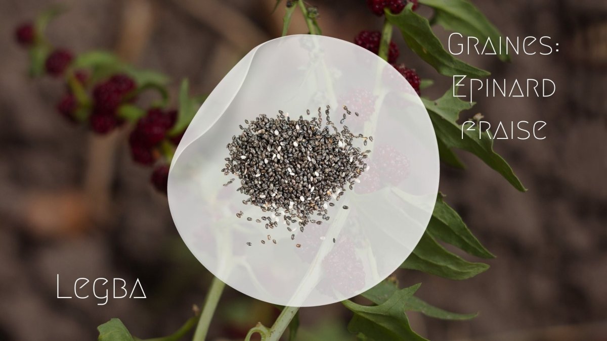 Epinard fraise - graines - LEGBA