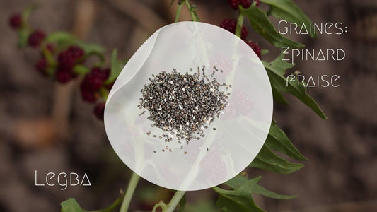 Epinard fraise - graines - LEGBA