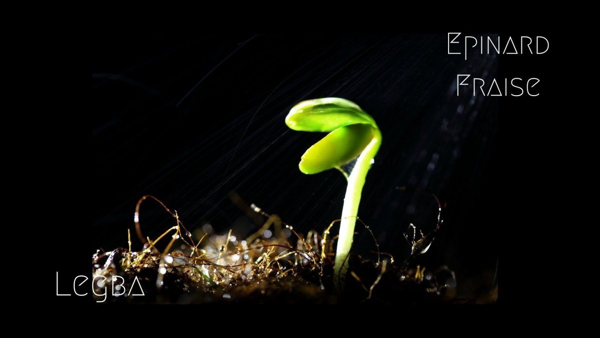 Epinard fraise - graines - LEGBA