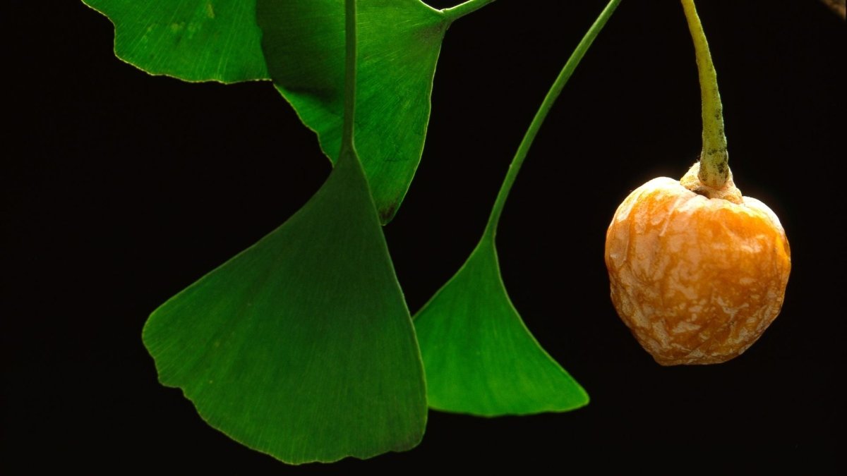 Ginkgo biloba - graines - LEGBA