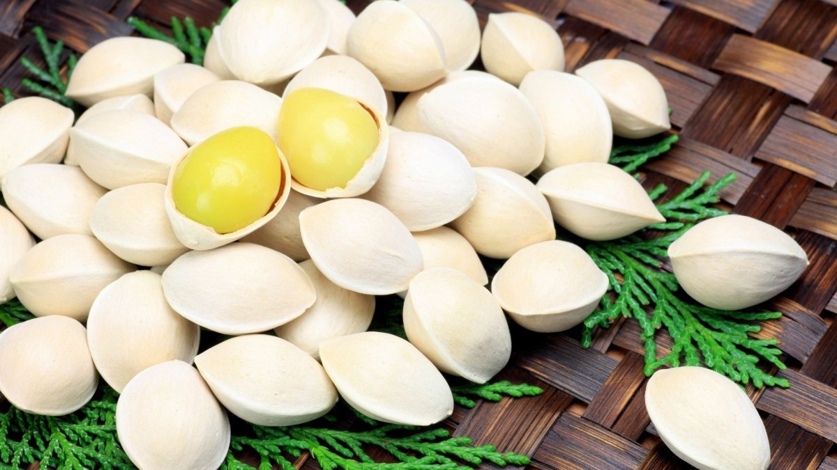 Ginkgo biloba - graines - LEGBA