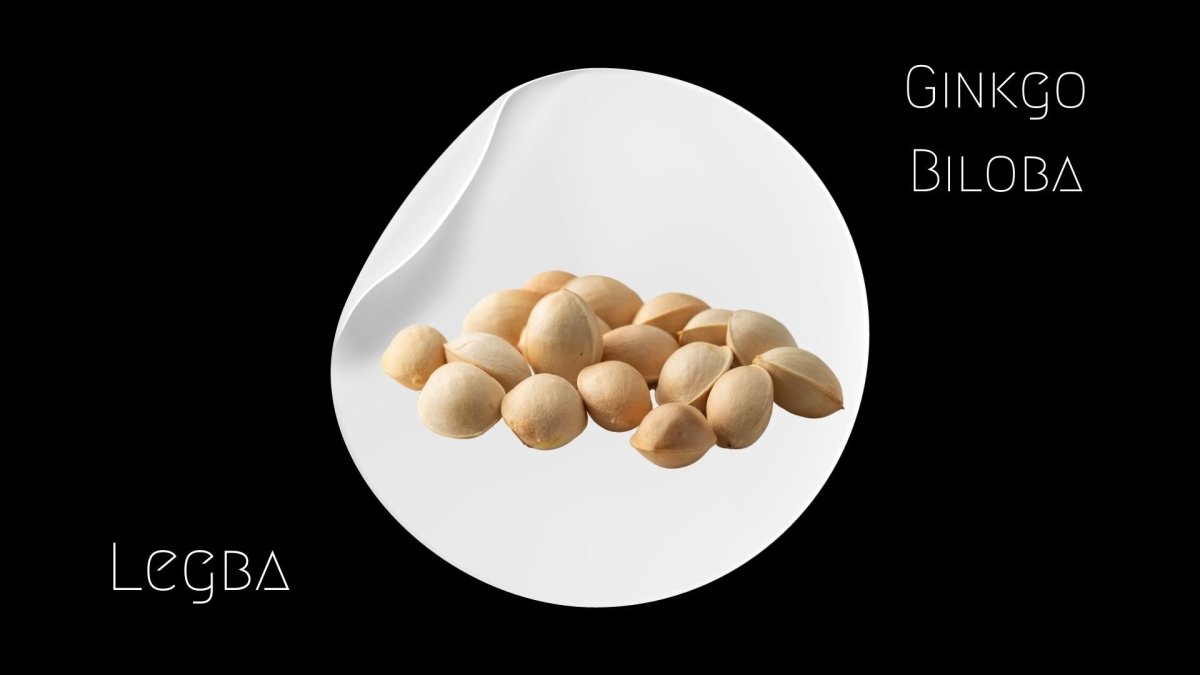 Ginkgo biloba - graines - LEGBA