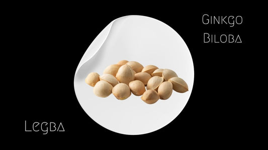 Ginkgo biloba - graines - LEGBA