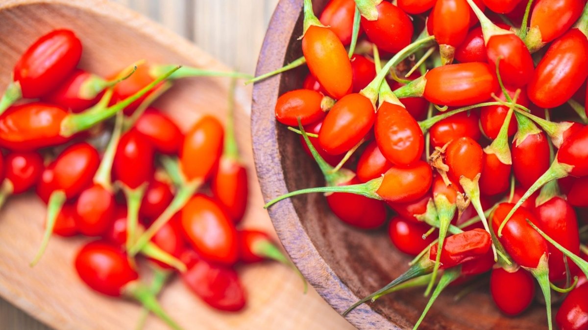 Goji ROUGE - Graines Lycium barbarum - LEGBA