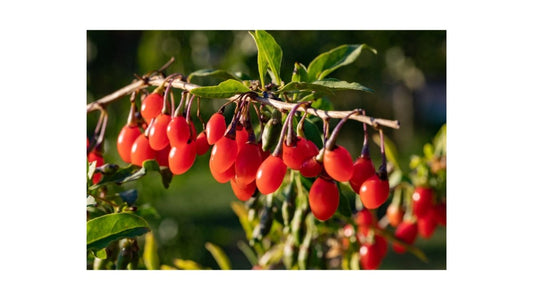 Goji ROUGE - Graines Lycium barbarum - LEGBA