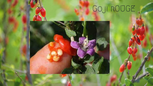 Goji ROUGE - Graines Lycium barbarum - LEGBA