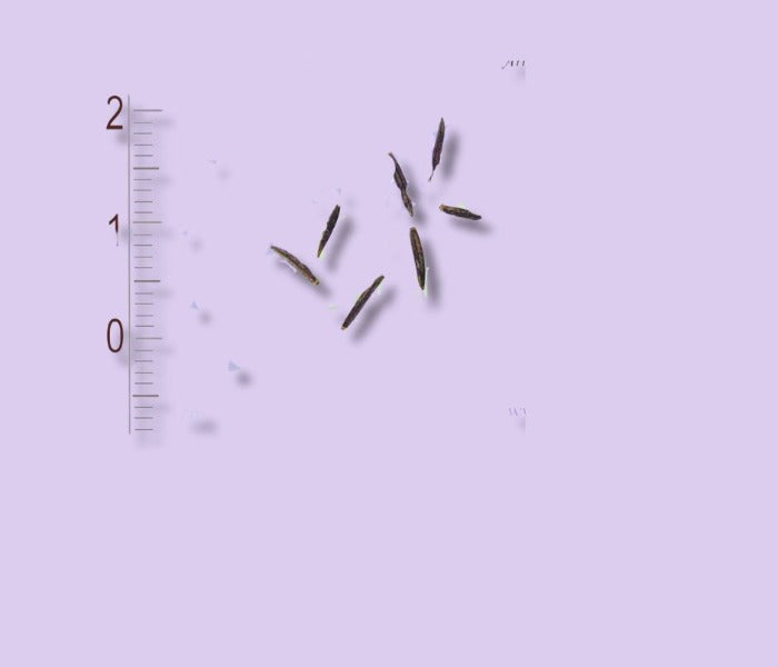 Photo de graines d'arnica montana avec echelle graduée pour mesurer les graines. Graines sur fond blanc