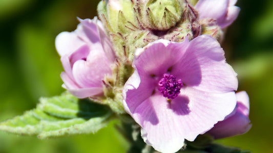 Gros plan d'une fleur de Guimauve Officinale (Althaea officinalis) avec des pétales rose pâle et un cœur pourpre, entourée de feuilles vertes floues en arrière-plan, illustrant la beauté délicate de la plante médicinale.