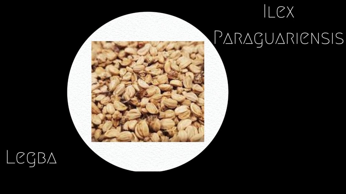 ilex paraguariensis - graines - LEGBA