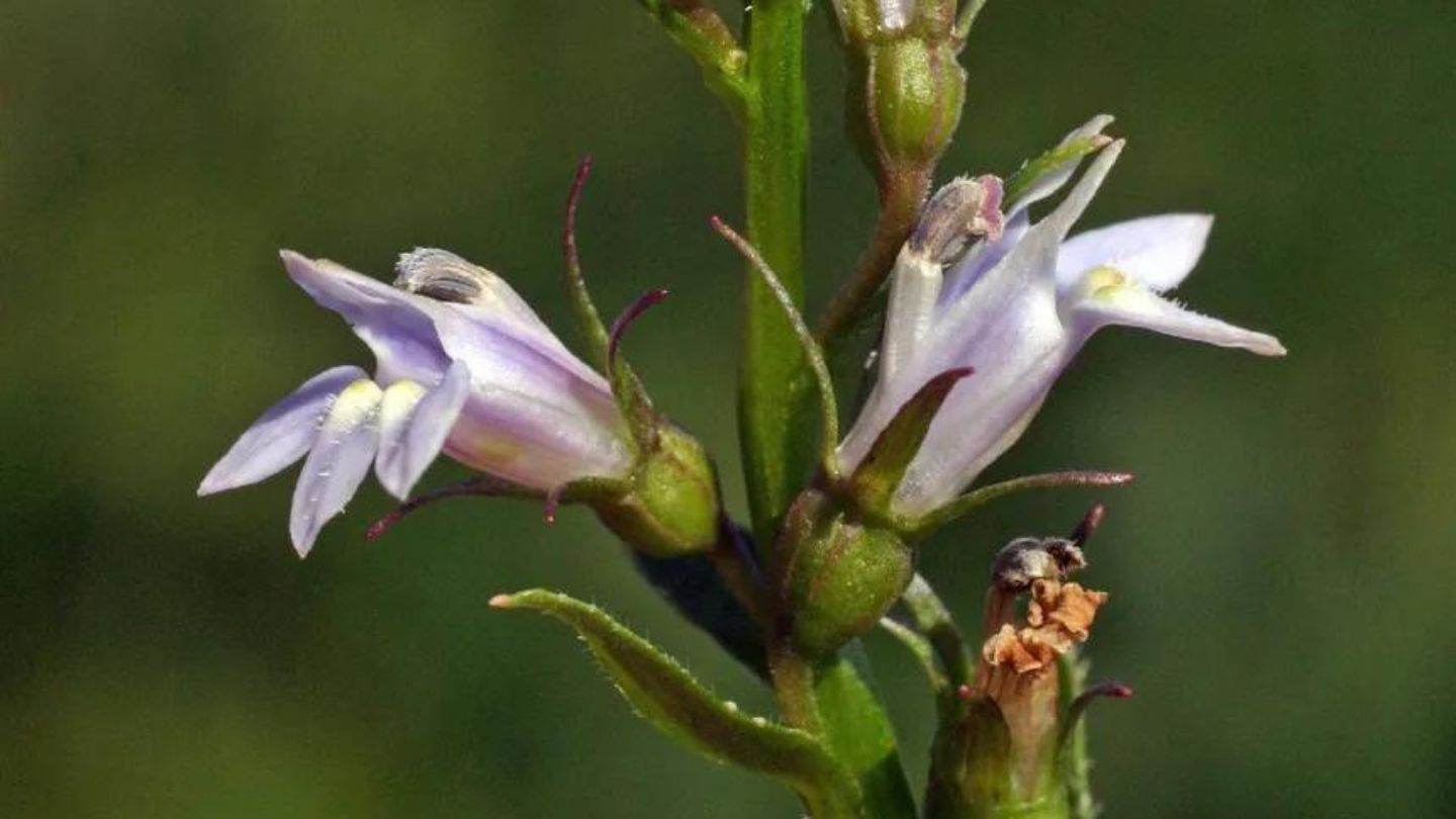  Plan rapproché d'une tige de Lobelia Inflata en floraison, montrant plusieurs fleurs et boutons violets avec des feuilles vertes pointues, symbolisant la croisée des plantes et de l'homme chez Legba Botanique.