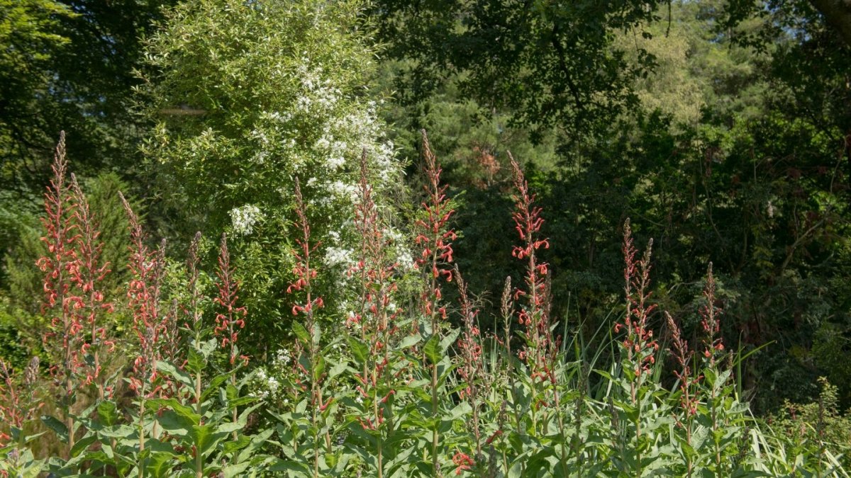 Lobelia tupa graines - LEGBA