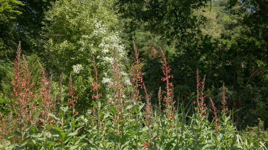 Lobelia tupa graines - LEGBA