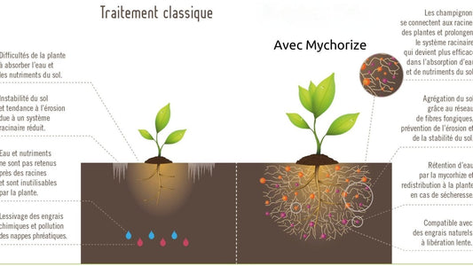 Mycorhizes : performant, naturel et facile - LEGBA