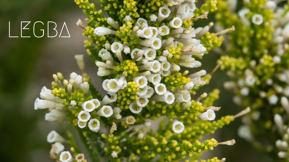 Pichi - Pichi : Encens Sacré et Gardien Traditionnel - LEGBA