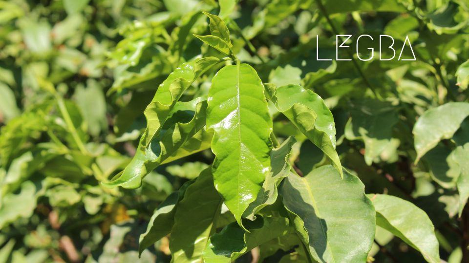 Plant de Café LEGBA: Éveillez Votre Jardin au Monde - LEGBA