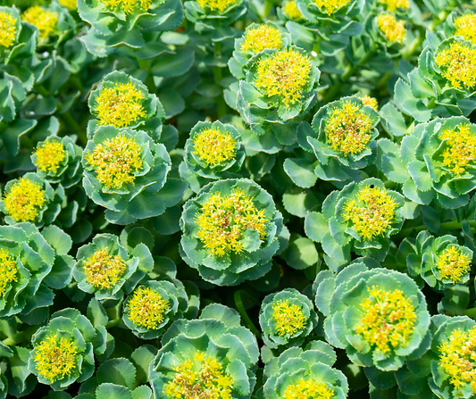 Gros plan sur des fleurs de Rhodiola Rosea en pleine floraison, plante médicinale adaptogène aux fleurs jaunes et feuillage vert.