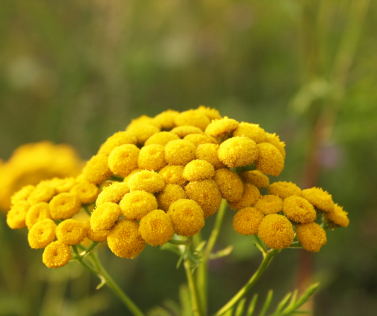 Gros plan sur une floraison éclatante de Tanaisie, plante vivace aux fleurs jaunes en forme de pompons. Connue pour son feuillage aromatique et ses usages variés, elle est prisée en permaculture et en jardinage naturel pour ses effets bénéfiques sur la biodiversité.