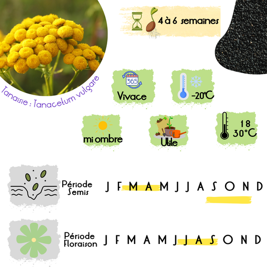 Infographie détaillée sur la Tanaisie (Tanacetum vulgare) avec ses caractéristiques principales : vivace rustique (-20°C), utile en jardinage naturel, nécessitant 4 à 6 semaines pour germer, et appréciant une exposition mi-ombre. Indications sur la période de semis (mars-mai, septembre) et de floraison (juin-septembre).