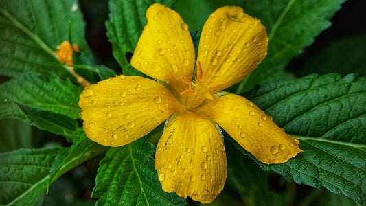Damiana - 4