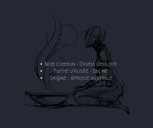 Illustration d’Uvuma Omhlophe (Synaptolepis kirkii), une plante utilisée pour favoriser les rêves lucides. Origine : Afrique australe. Partie utilisée