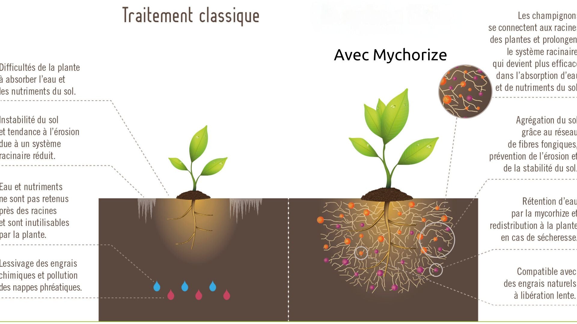 Diagramme comparatif montrant l'effet des traitements classiques par rapport à l'utilisation de mycorhizes, avec des illustrations des systèmes racinaires et de la rétention des nutriments et de l'eau.