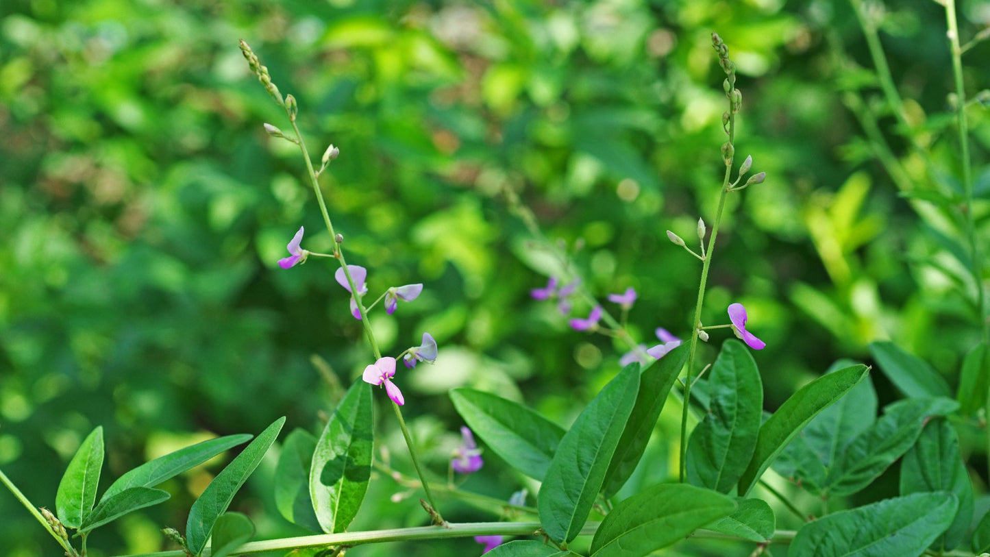 Cette image montre le Desmodium Gyrans dans son entièreté, une espèce végétale qui intrigue avec ses feuilles qui semblent danser