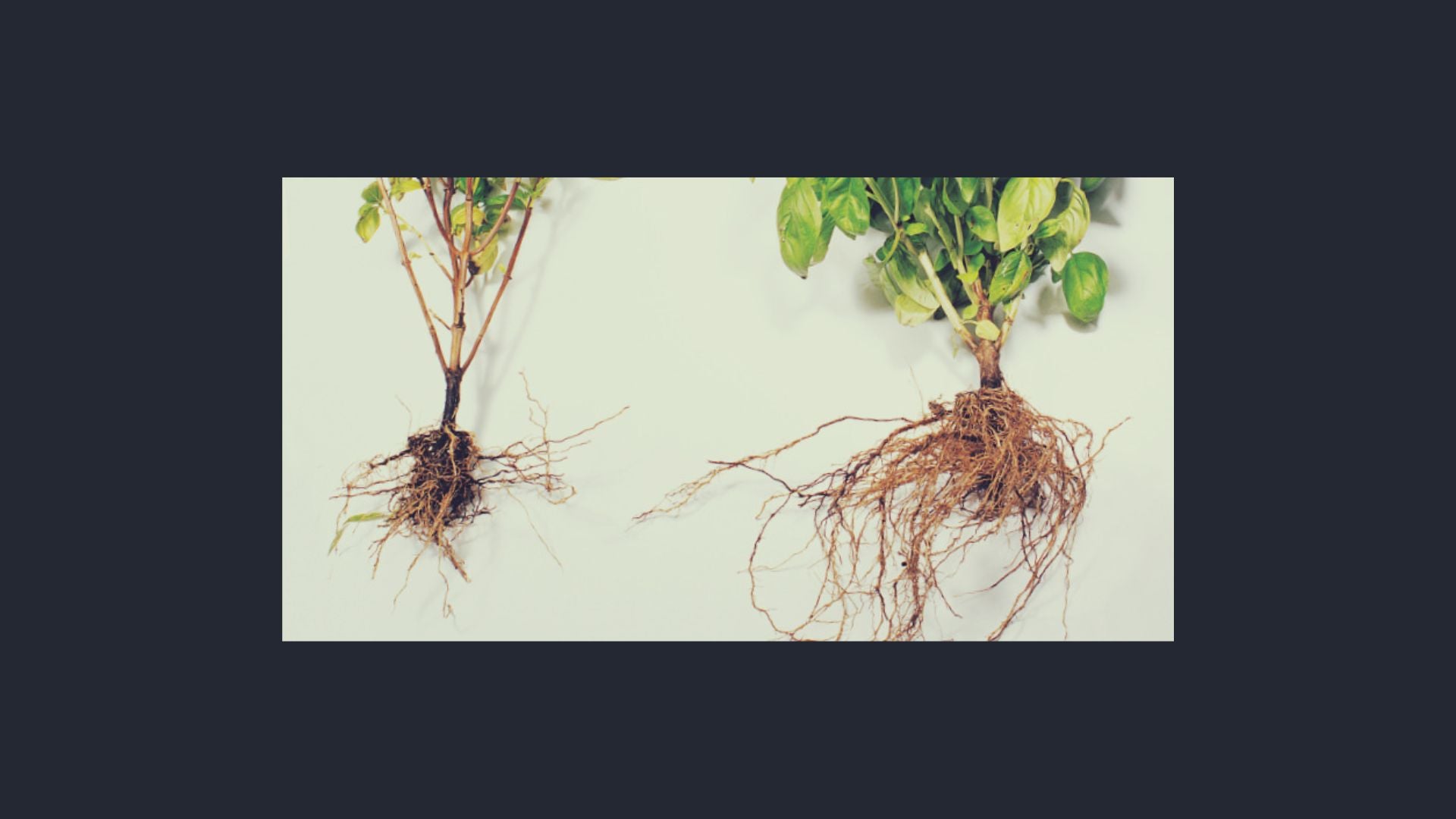 Comparaison visuelle des systèmes racinaires de deux plantes, l'une avec des mycorhizes montrant des racines plus développées et l'autre sans mycorhizes avec des racines moins denses.
