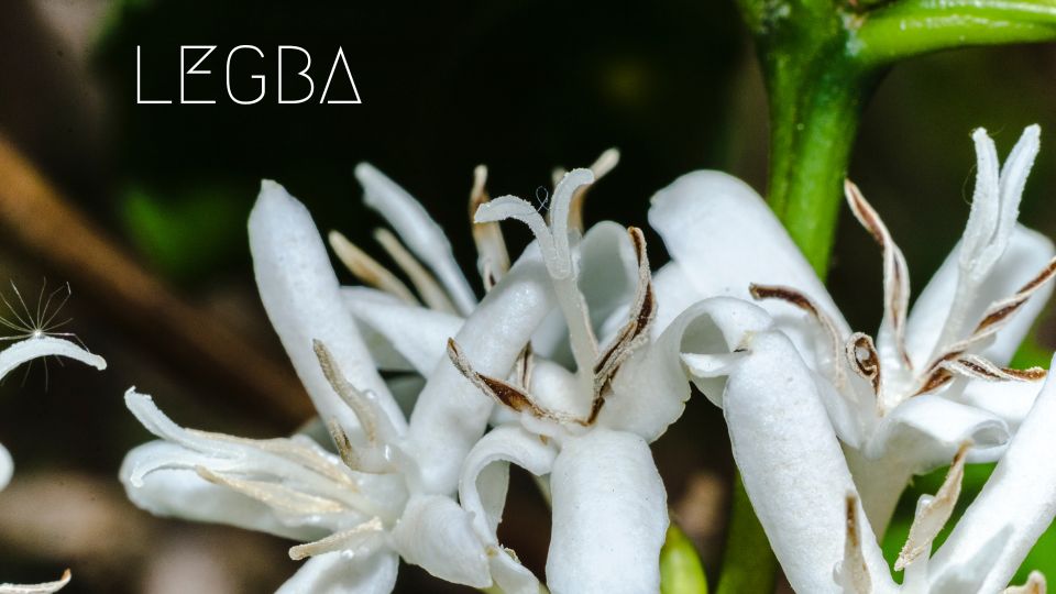 LEGBA Coffee Plant: Awaken Your Garden to the World