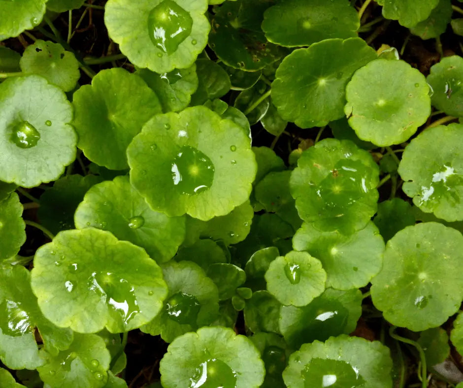 Graines de Gotu Kola (Centella asiatica), fiche de semis LEGBA