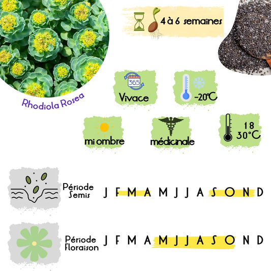 Fiche de culture de Rhodiola rosea : période de semis, floraison et exposition