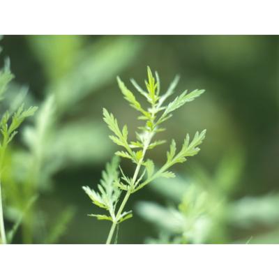 graines d'artemisia annua - 0